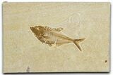 Detailed Fossil Fish (Diplomystus) - Wyoming #344752-1